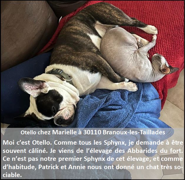 Chien et Sphynx à BRANOUX LES TAILLADES Gard