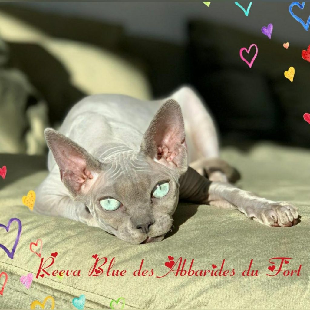 sphynx sans poils mink