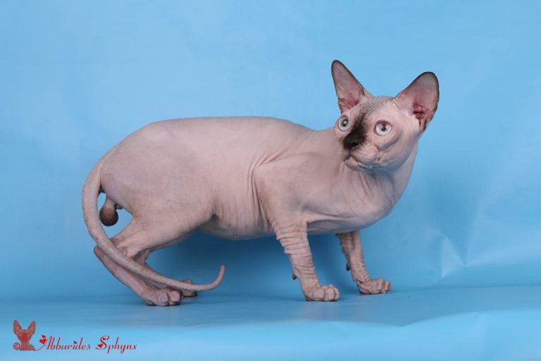 Mâle sphynx seal point LOOF FIFé chatons disponibles