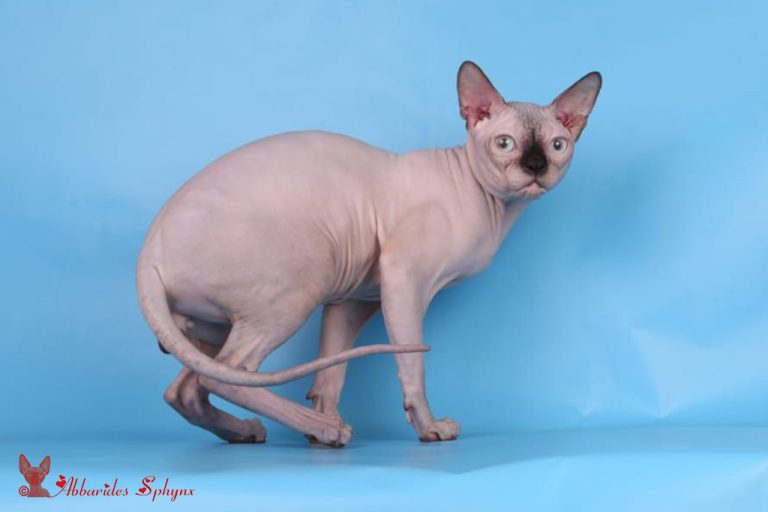 Mâle sphynx seal point LOOF FIFé chatons disponibles