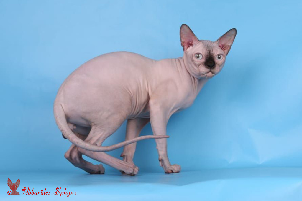 Mâle sphynx seal point LOOF FIFé chatons disponibles
