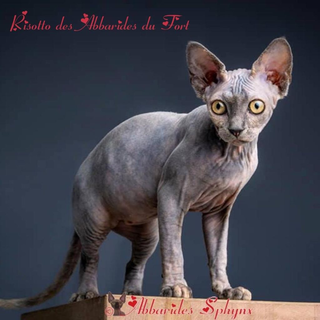 chat nu sphynx bleue et crème yeux ors