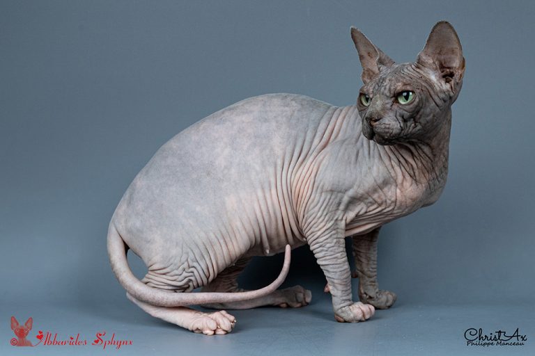 Femelle bleue sphynx LOOF FIFé chatons disponibles