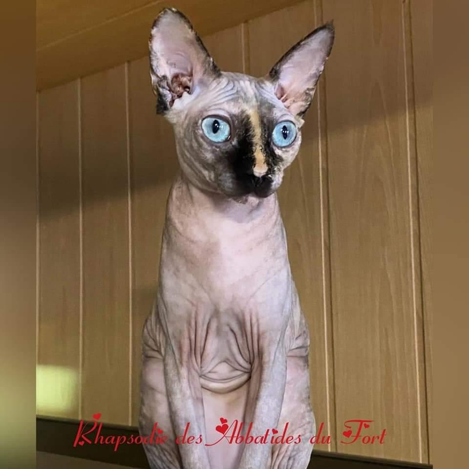 Femelle sphynx yeux bleus