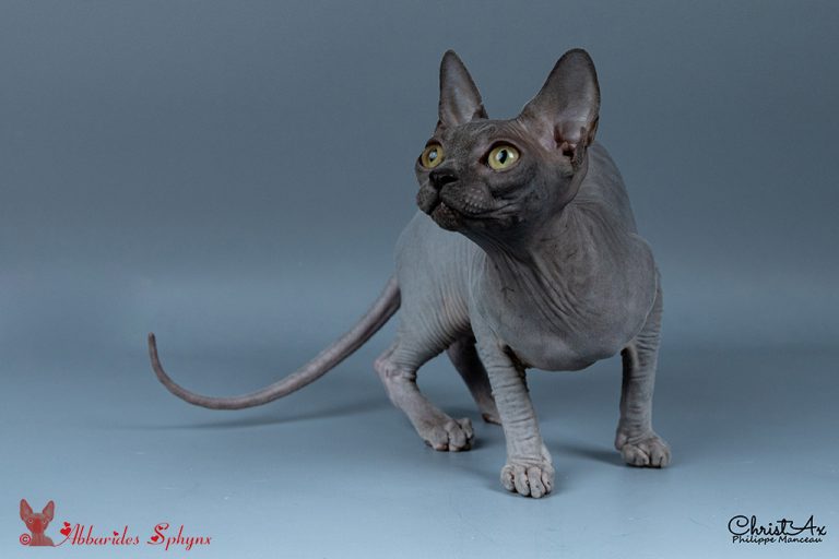 Sphynx bleue chatons LOOF FIFé disponibles