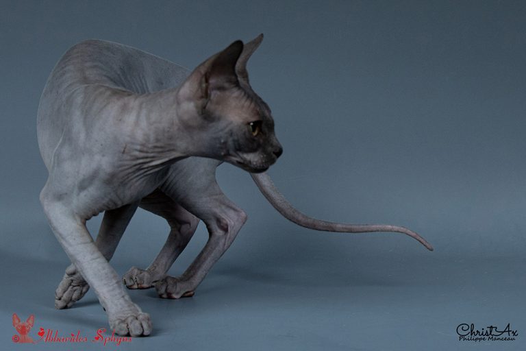 Sphynx bleue chatons LOOF FIFé disponibles