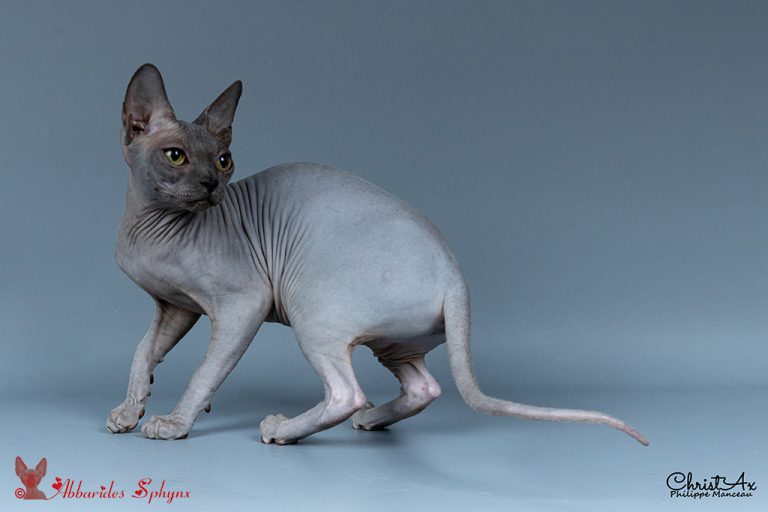 Sphynx bleue chatons LOOF FIFé disponibles