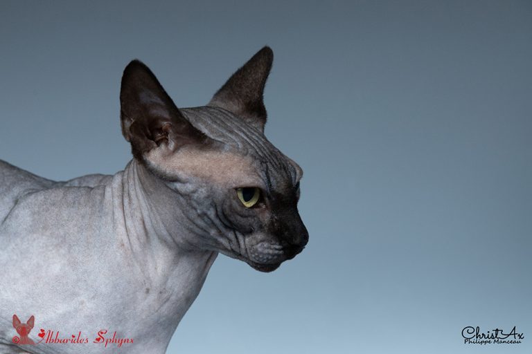 Sphynx noir LOOF FIFé chatons disponibles