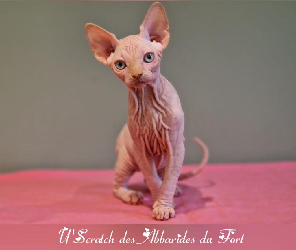 Sphynx red point yeux bleus
