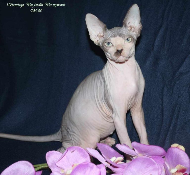 bleu et blanc sphynx bicolore