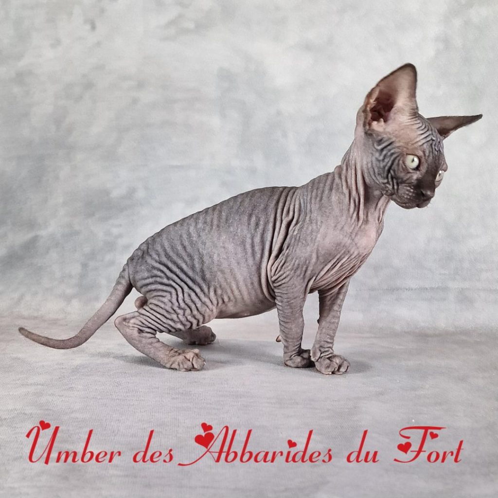 chaton sphynx noir