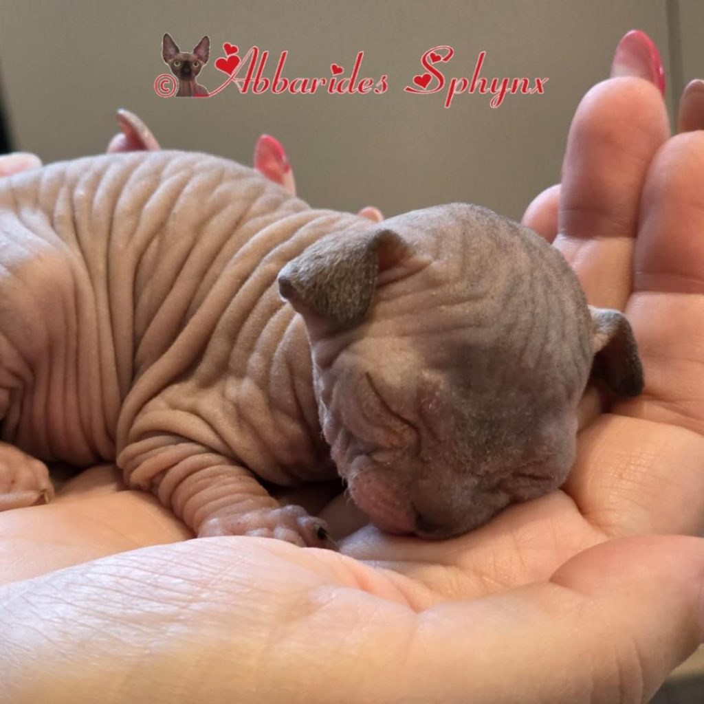 Femelle sphynx seal point