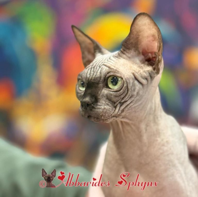 Abbarides Mâle reproducteur LOOF sphynx noir