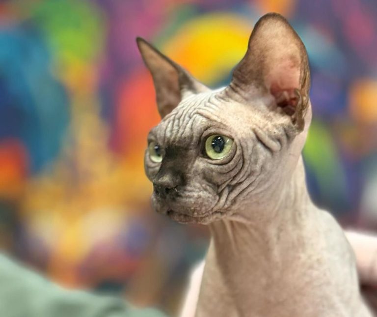 Mâle reproducteur sphynx loof