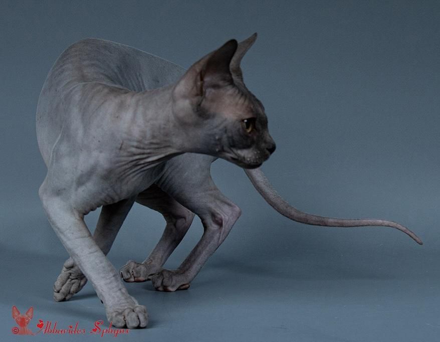 Tielle femelle bleue