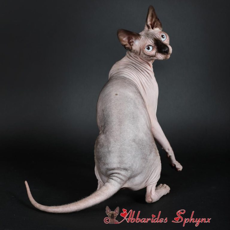 Seal point chat sans poil LOOF Sphynx Ababrides