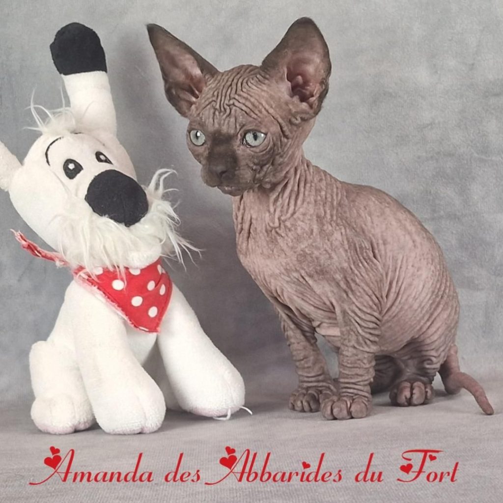 Chatterie des Abbarides du Fort femelle noire