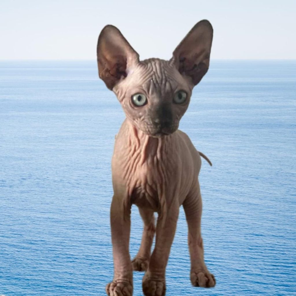 Chatterie des Amazones d'Azur