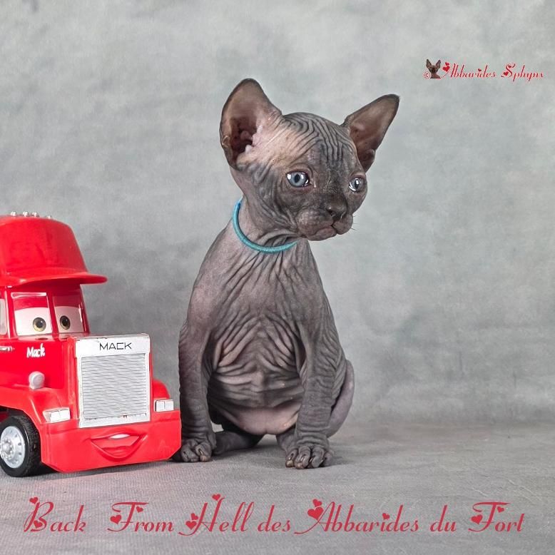 Comment laver son sphynx ?
