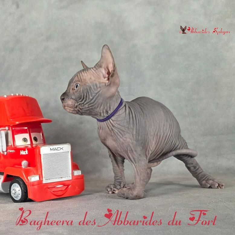 Acheter un chaton sphynx