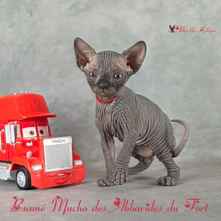 Jolie sphynx noire