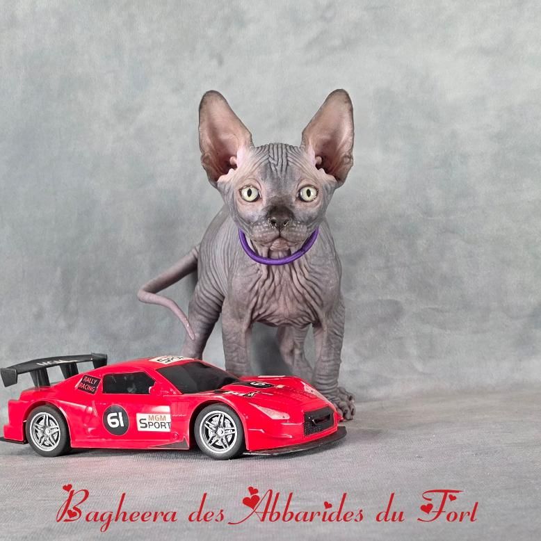 Sphynx peau de pêche