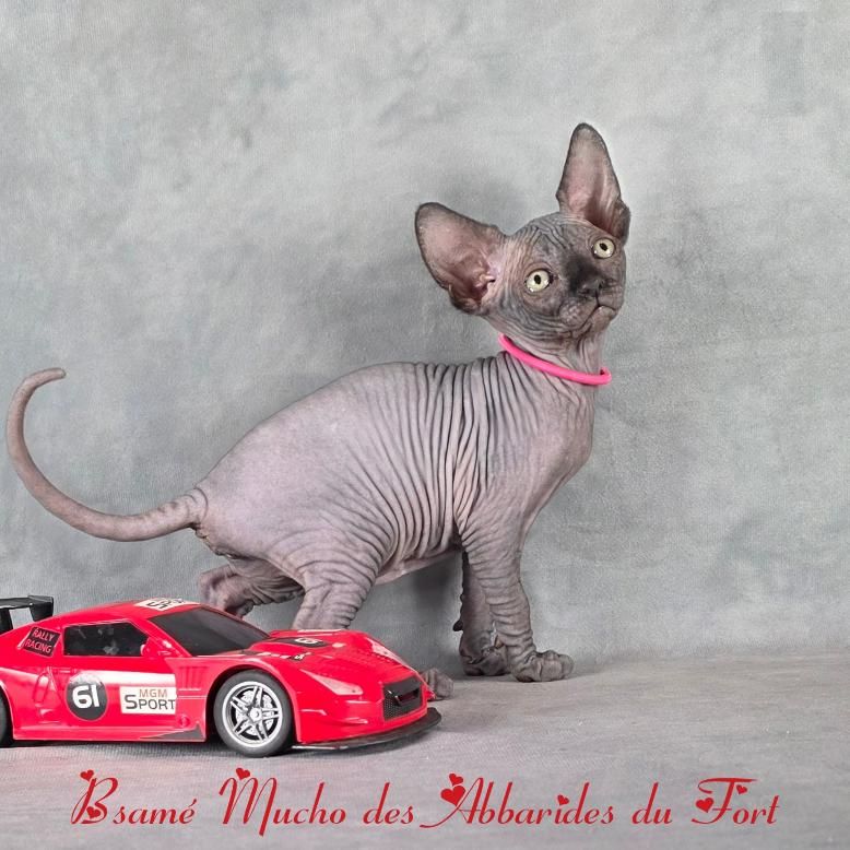 Le chat Sphynx est aussi appelé chat nu ou sphynx canadien