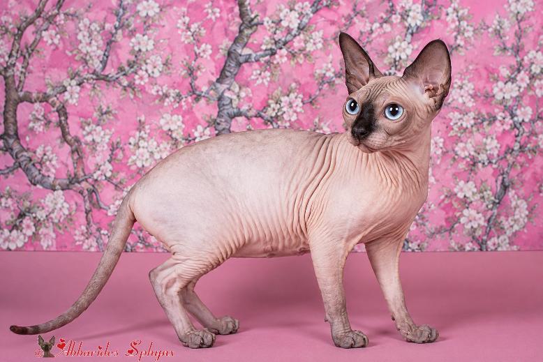 Femelle sphynx Seal point yeux bleus