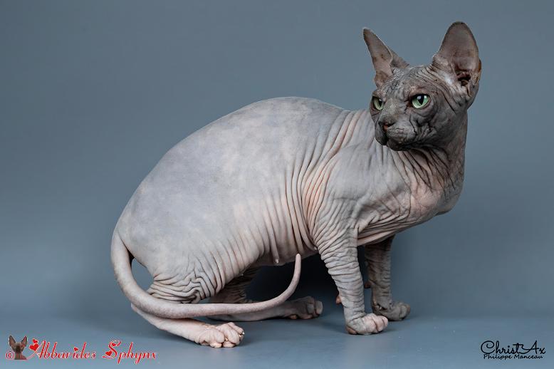 Elevage de chats sphynx Languedoc Aude Hérault Pyrénnée orientale pyrénnée