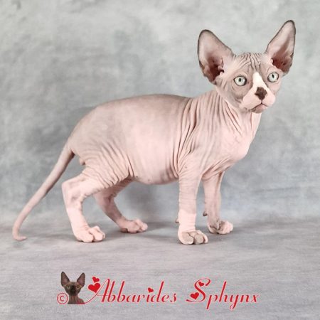 Mâle sphynx mink