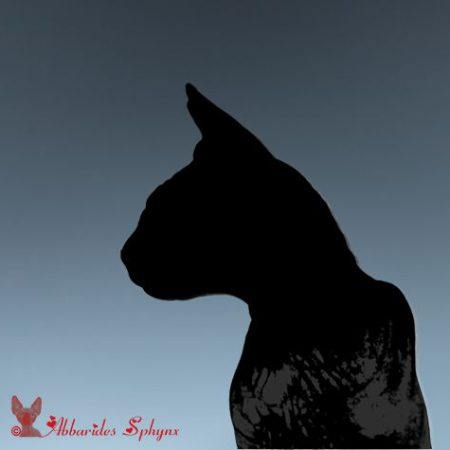 Adulte sphynx disponible