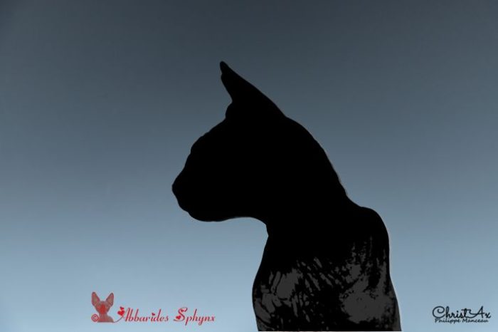 Adulte sphynx disponible