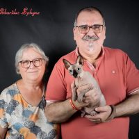 Patrick et Annie, Abbarides Sphynx, élevage depuis plus de 21 ans