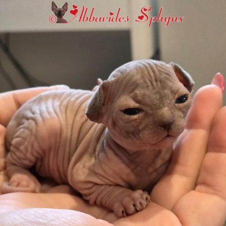 Femelle sphynx seal point