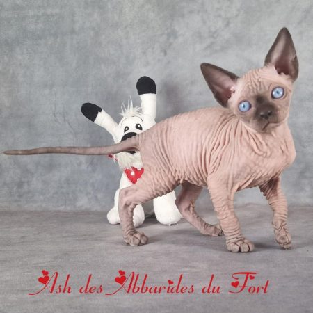 Mâle concours seal point sphynx