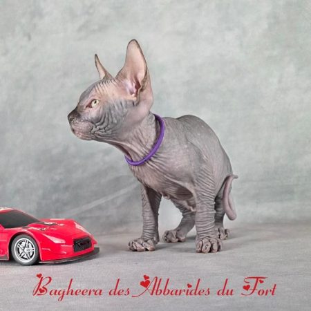 Sphynx Extrêmement affectueux, fusionnel et dépendant de son maître