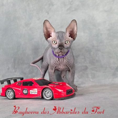 Sphynx peau de pêche