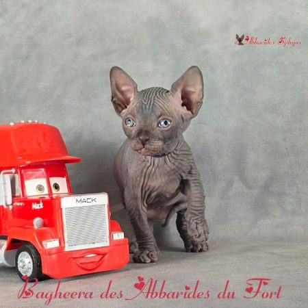 Réserver un chat sphynx