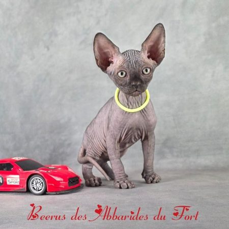sphynx Origine : Canada (Toronto, 1966)
