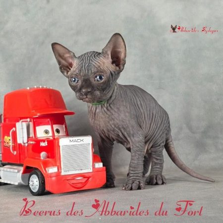 Une peau nu en chat
