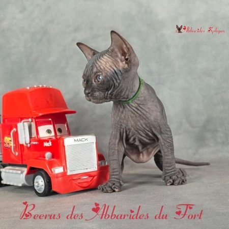 Eleveur familial professionnel de sphynx