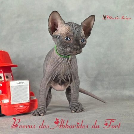 un chaton nu français