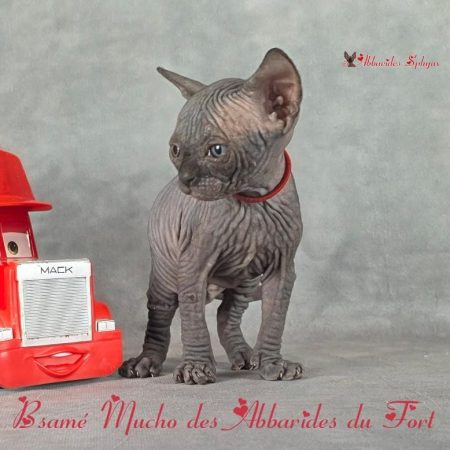 Bsamé Mucho 10_1