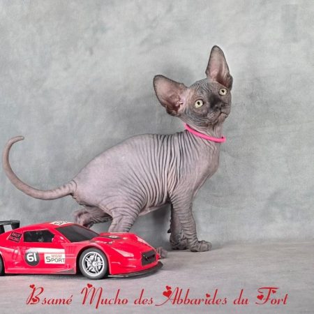 Le chat Sphynx est aussi appelé chat nu ou sphynx canadien