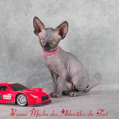 sphynx souvent qualifié de "chat-chien"