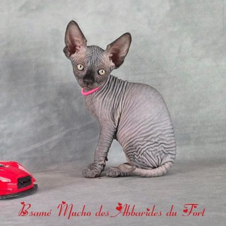 Le chat Sphynx est un félin au métabolisme chaud