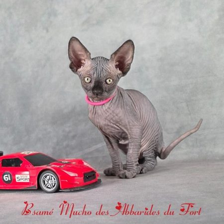 Le chat Sphynx est un félin nu, affectueux