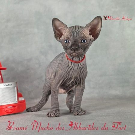 Un sphynx s'entend