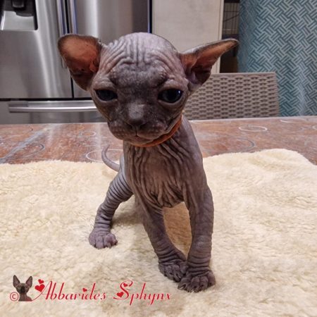 Chatonne sphynx LOOF noire