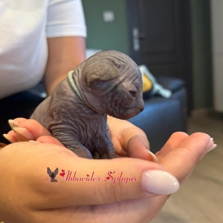 Mâle sphynx loof noir